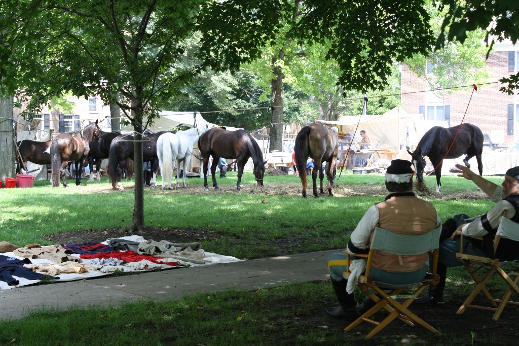 Beautiful line of horses